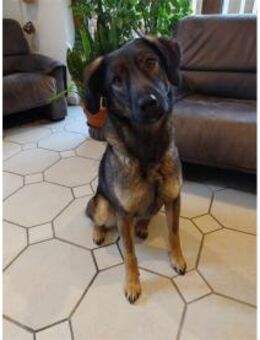 Edith wartet in 56379 Oberwies - Oberwies