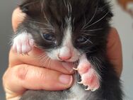 BHK Kitten - Gronau (Westfalen)