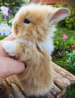 Zwergkaninchen Löwenkopf Zwergwidder - Schöntal