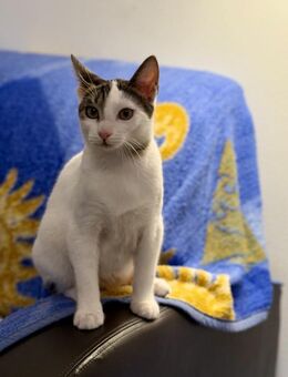 Fin und Loki suchen neuen Wirkungskreis - Garbsen