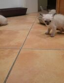 Siam Kitten abzugeben ab 18.11.2025 in 01127
