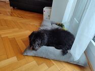 Geduldiger Schnoodle Welpe sucht neues Zuhause - Friedrichshafen