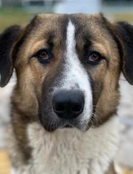 Anxton, geb. ca. 02/2022, GRIECHENLAND - Markdorf