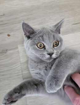 BKH Zuchtkatze !!! - Elkenroth