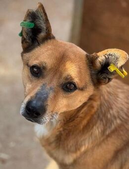 AXEL-menschen bezogener Rüde, 40-45 cm - Rösrath