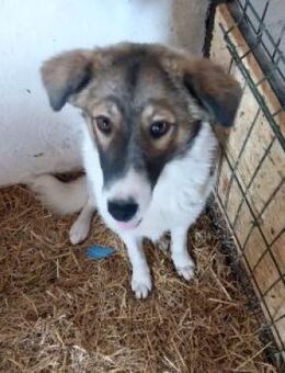 Melissa 60 cm - Alpenrod