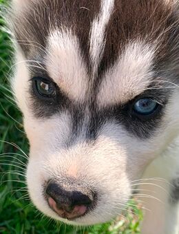 Siberian Husky Welpen suchen ein liebevolles zu Hause - Kyffhäuserland