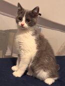 3 BKH Kitten sofort auszugsbereit in 45772