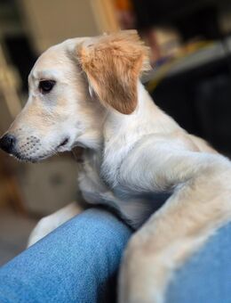 Golden Retriever Welpe -Labrador - Neuburg (Donau)