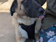 EMMI, auf der Suche nach ihren Menschen - Berlin