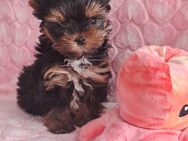Yorkshire Black and tan Hündin - Geretsried