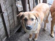 BM 22 ist ein liebevoller Bub 🐾 - Elsdorf (Nordrhein-Westfalen)