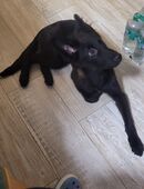 deutscher Schäferhund in 98574