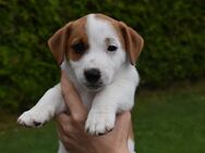 Reinrassige Jack-Russel Welpen aus eigener Zucht - Espenau