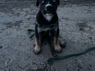 Husky-Boxer-Schäferhund welpen - Auderath