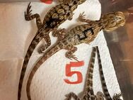 Bartagamen pogona vitticeps leatherback NZ 5.25 zu verkaufen - Langen (Hessen)