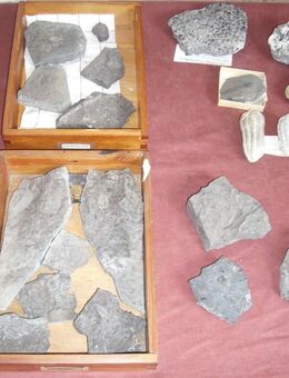 Ammoniten,Seeigel div. Versteinerungen Fossilien - Hamburg Hamburg-Nord
