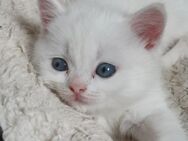 Bkh Kitten, Katzenbabys, weiß, blue, blue tortie - Siegen (Universitätsstadt) Geisweid