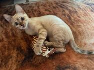 Bengal Kitten (mini Leoparden) in toller Zeichnung - Wriezen