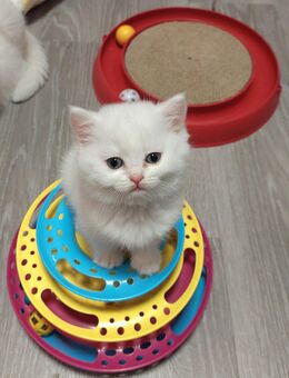 BKH, BLH-KITTEN - Neustadt (Weinstraße)