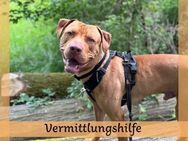 Lieber, schlauer ARES sucht Zuhause ❤️ - Saarbrücken