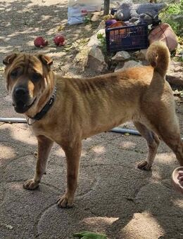 Nani von kettenlos - Bollingstedt