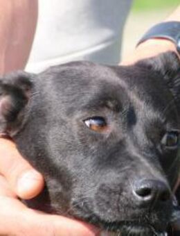 Bonni - kinderlieb u. sehr verspielt - Lohra