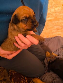 Mischlingswelpen Labrador suchen ein Zuhause - Boitzenburger Land