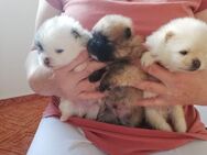 Reinrassige Pomeranian Welpen - Kyritz