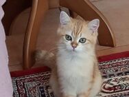 BKH. Britisch Kurzhaar Kater. 650 VB. - Verl Verl