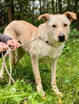 GRETEL🍀🍀🍀sehnt sich nach Wärme&Liebe - Herxheim (Landau)