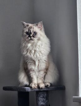 Britisch Langhaar Kätzin und Ragdoll-Mix Kater abzugeben - Burghausen