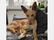 Lola - soziale, hübsche, zuckersüße Dame - Freudenstadt