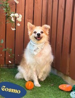 Cosmo SR sucht ein Zuhause - Rheine