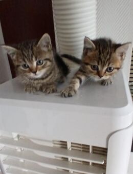 Katzen Babys in liebevolle Hände abzugeben - Monheim (Rhein)
