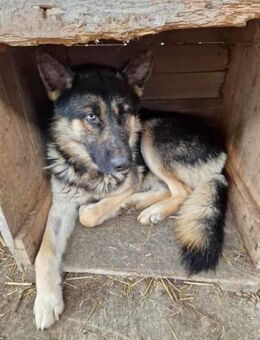 Lucky - mit blauem Auge - Dreikirchen