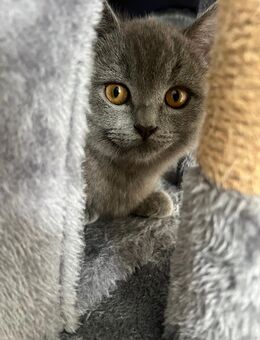 Liebevolle Kater abzugeben (15 Wochen alt) - Sindelfingen