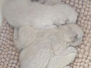 Rassemix Heilige Birma/ Ragdoll - Dresden