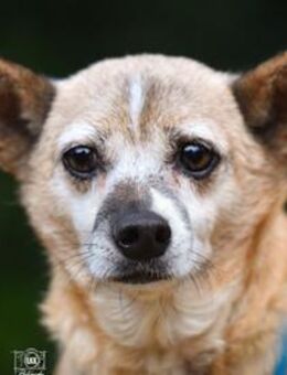 Familienanschluss für Akita gesucht - Neuss