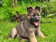Deutsche Schäferhund Welpen - Zeulenroda-Triebes