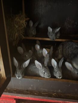 Hasen helle Großsilber - Großheringen