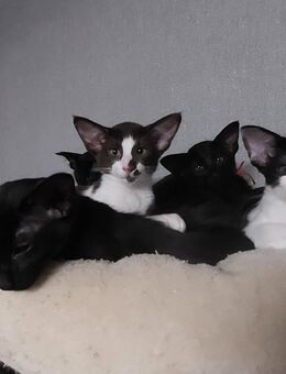 Javanesen bzw. OLH, ähnl. OKH - Mühlheim (Main)