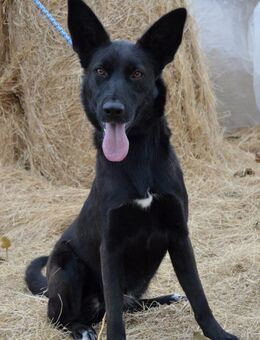 Piroska von kettenlos - Bollingstedt