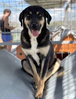 Romy von kettenlos - Bollingstedt