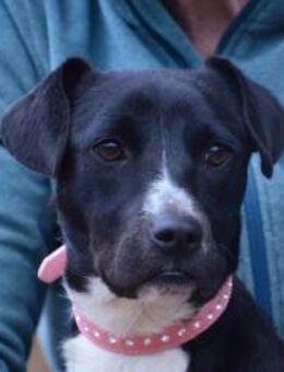 Sonnenschein Sebes sucht ihre Menschen - Essen