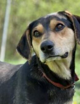 Zuzu sucht ein aktives Zuhause - München