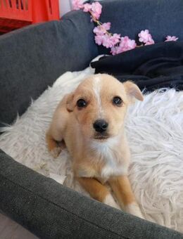 💛 Kleines Welpenmädchen Minni 💛 - Eislingen (Fils)