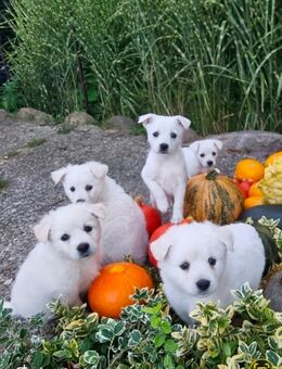 Mix Golden Retriever welpe - Halle (Westfalen)