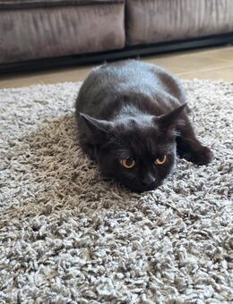 Bahn schwarz Kater - Eppingen
