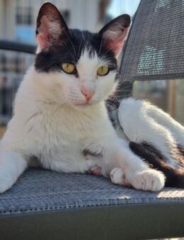 Andy sucht ein schönes Zuhause - Blankenheim (Nordrhein-Westfalen)